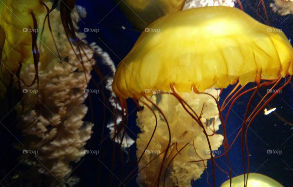 Jellyfish from Japanese Aquarium