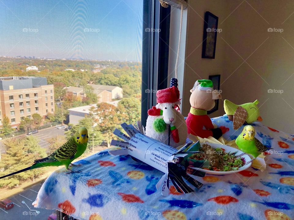 My parodists Kiwi & Coco 🦜🦜🍃