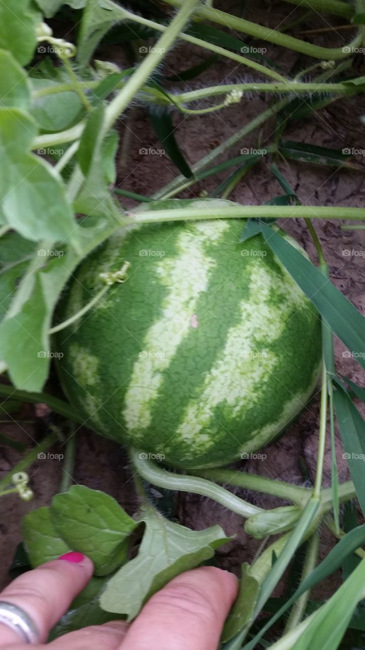 Garden. Watermelon in my garden