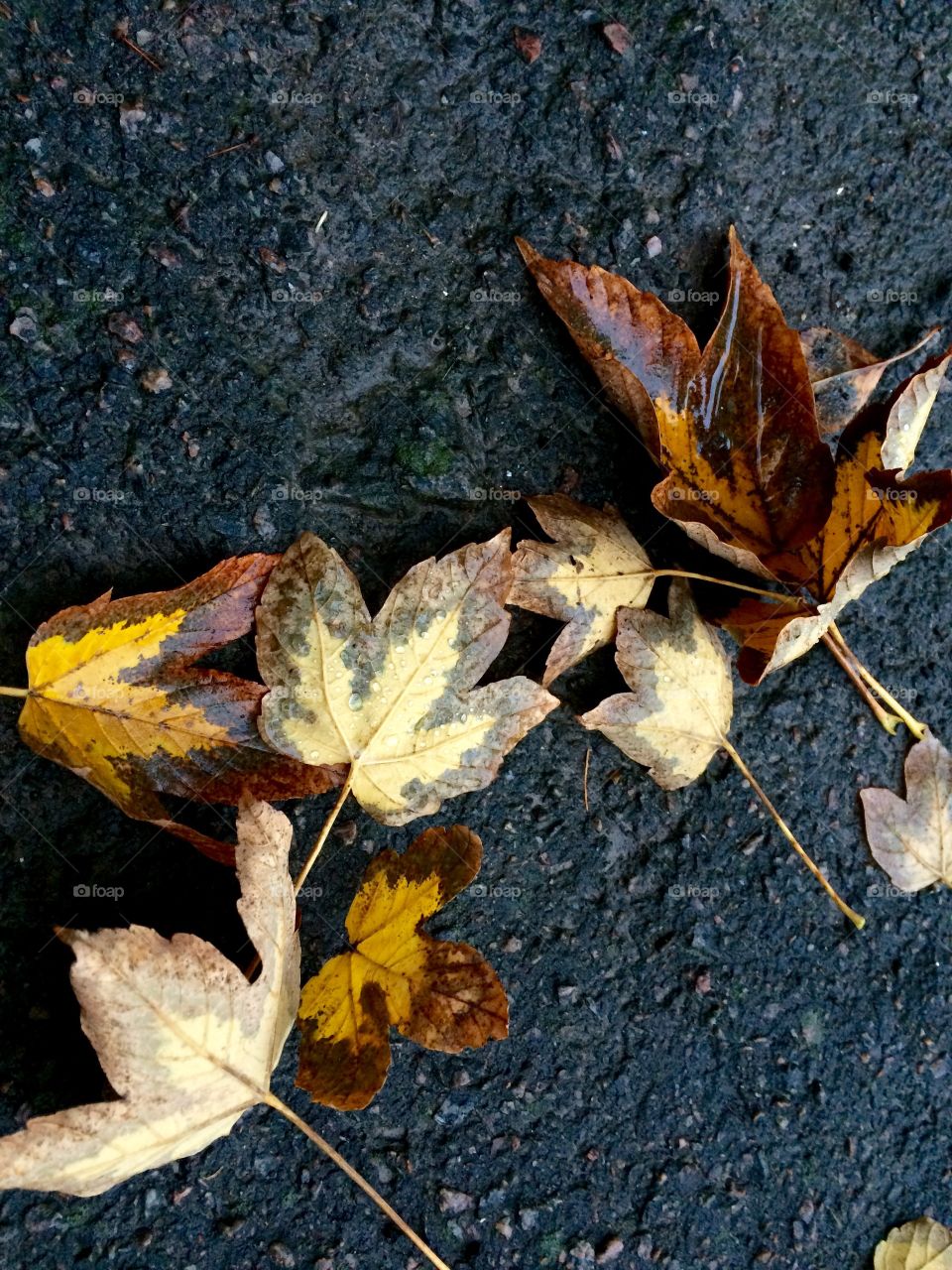 Fallen autumn leaves on the ground