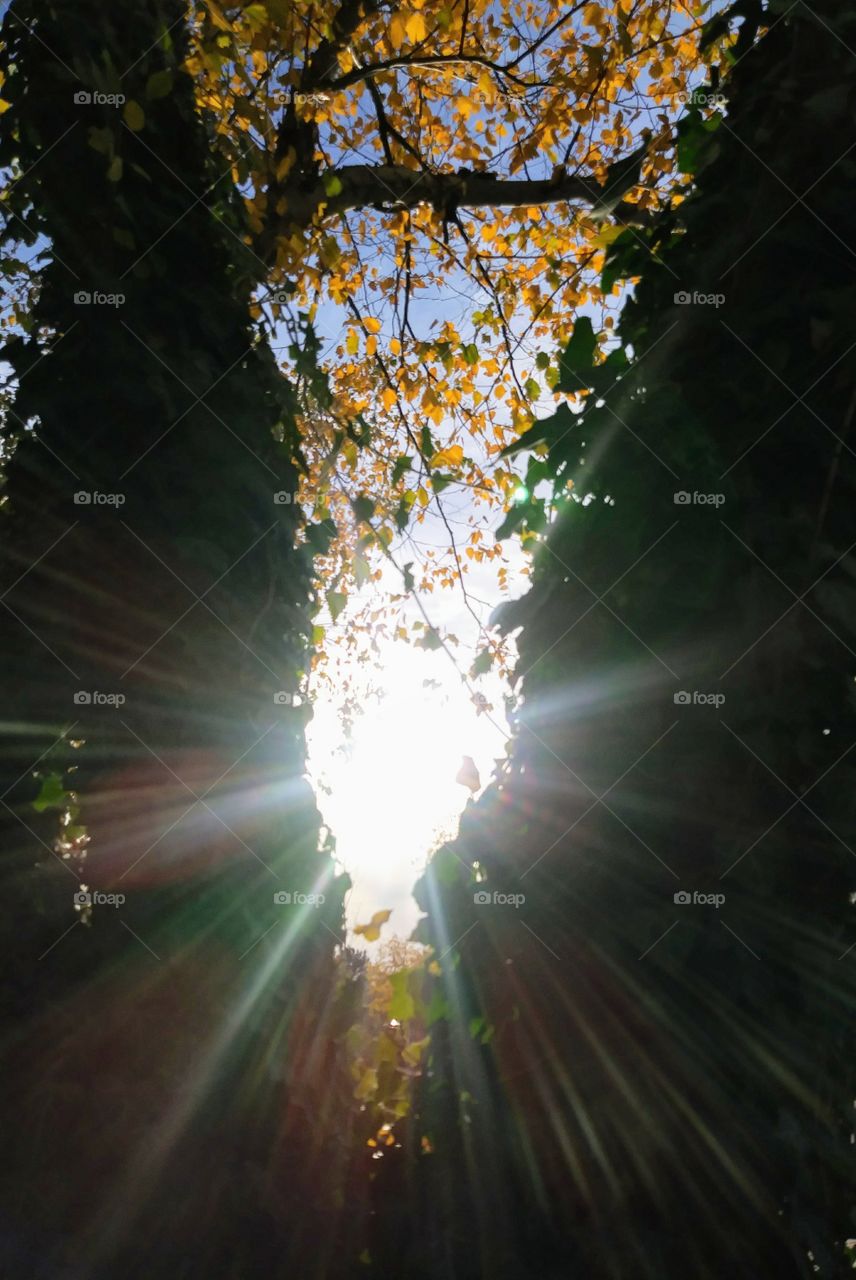 Sun shining through two vined trees