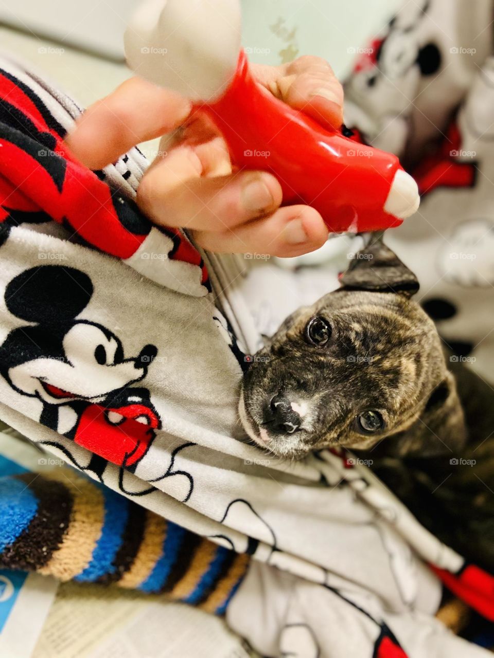 This is our new Staffordshire Bull Terrier called Stella. Stella is now just over 9 weeks old and we have now had Stella 1 week today (18/12/21). She’s the cutest little pupster going! Of course I’m biased! 🥰
