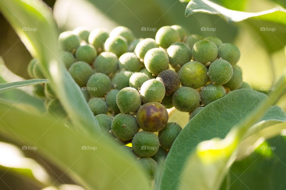 Flower Buds