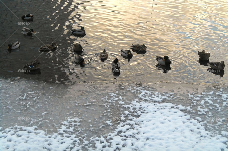 Bird, No Person, Duck, Water, Beach