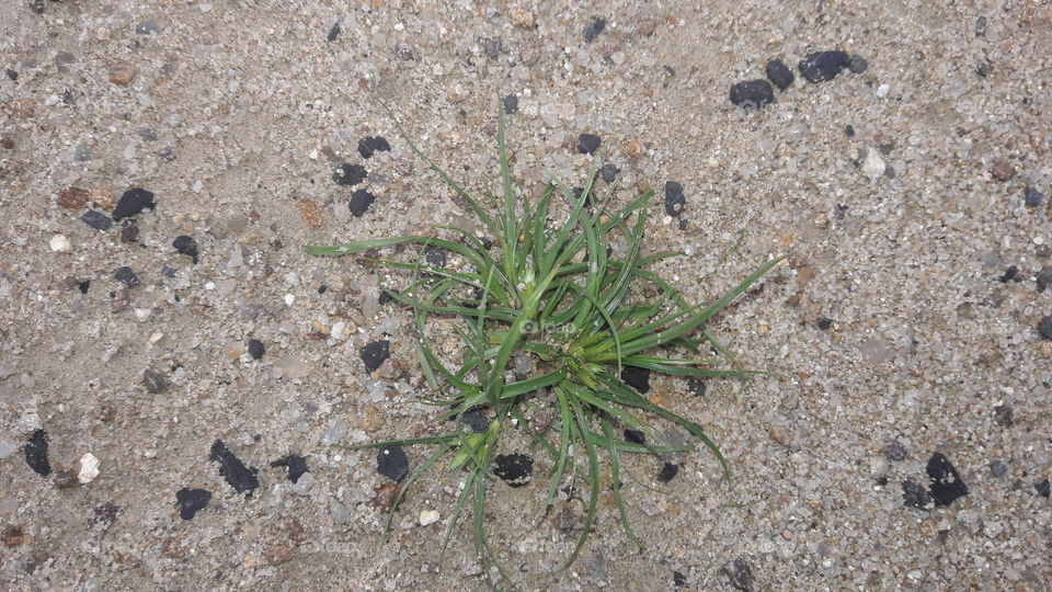 grass on the desert