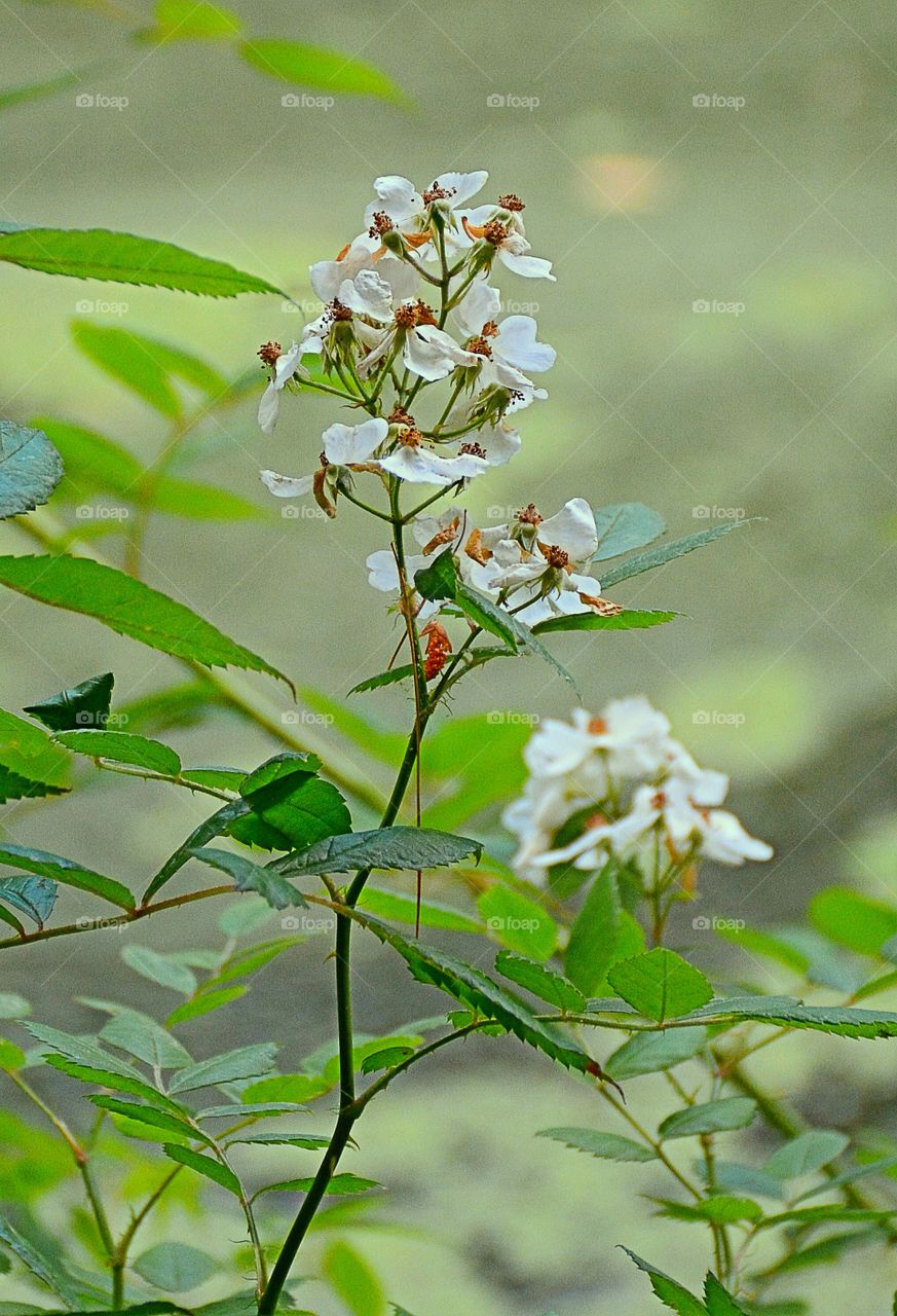 Flower branch