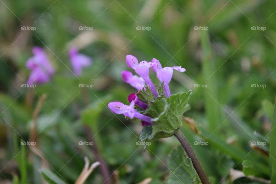 Close-up of a flower