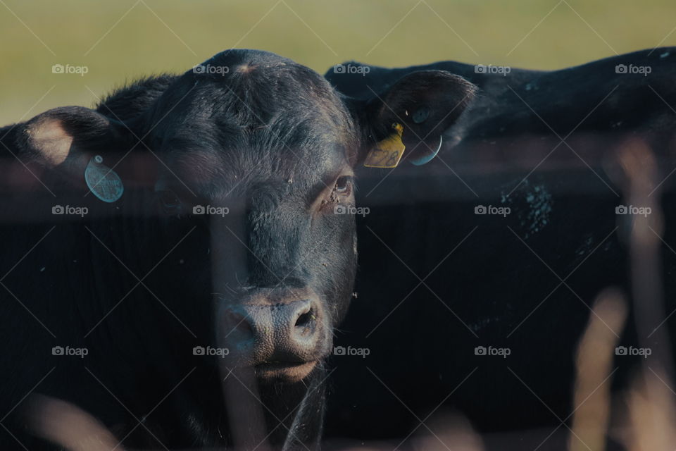 Black angus bull