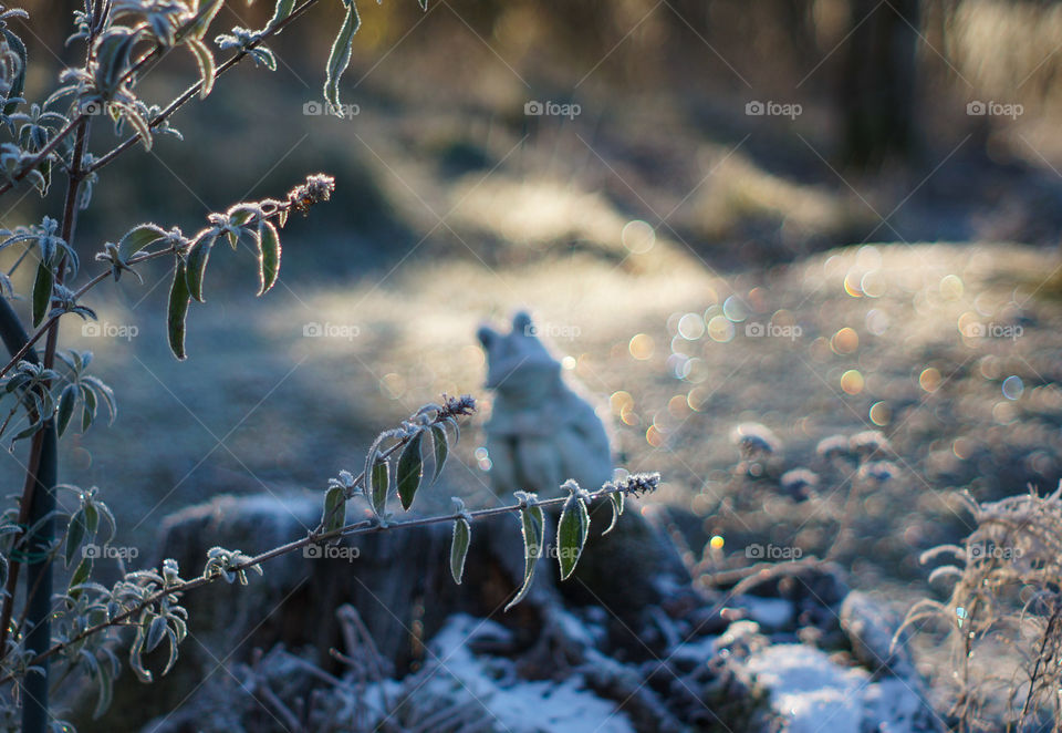 Frog in the frost