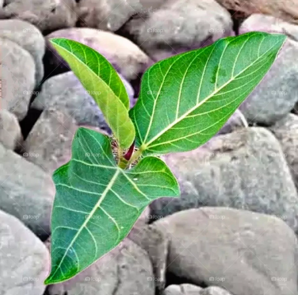 A beautiful plant grew among the stones.