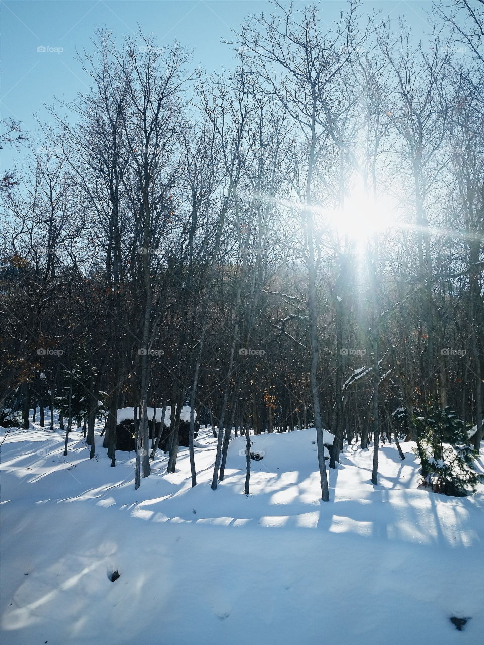 Winter forest. Sun flare through bare trees in snow