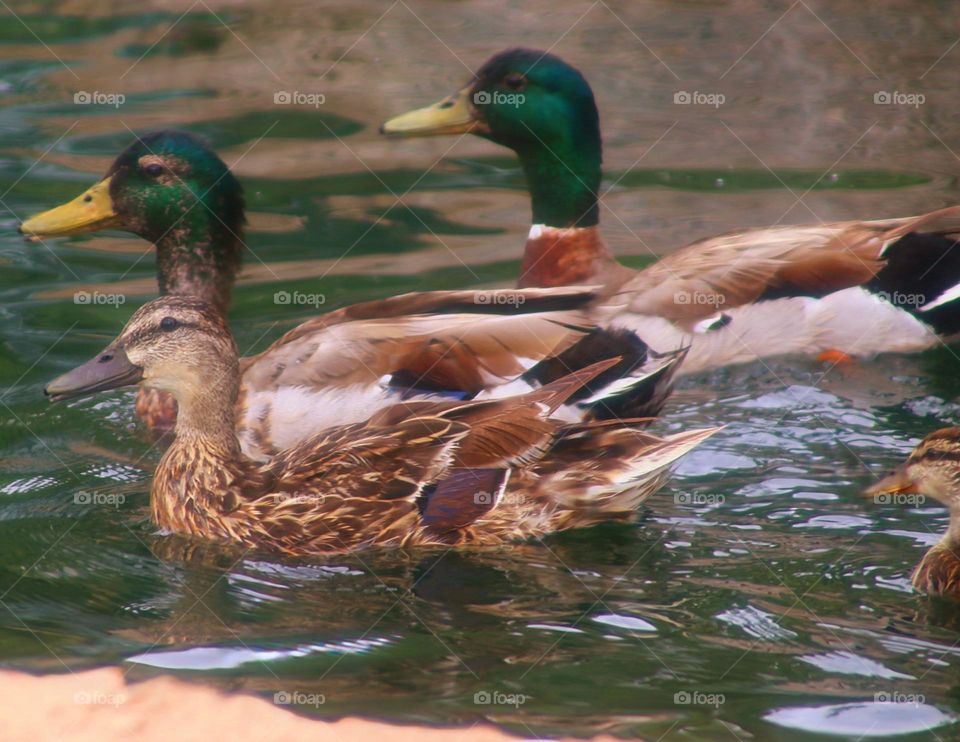 Mallard Ducks at the Waterfall