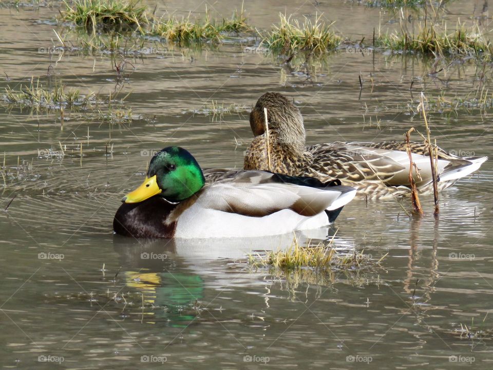 High angle view of duck