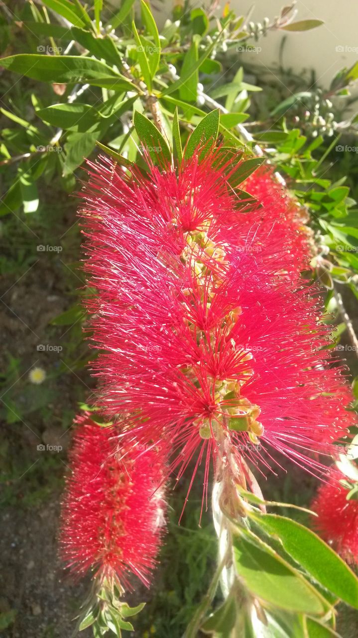 Red flower in a garden. Sardinia, Italy.