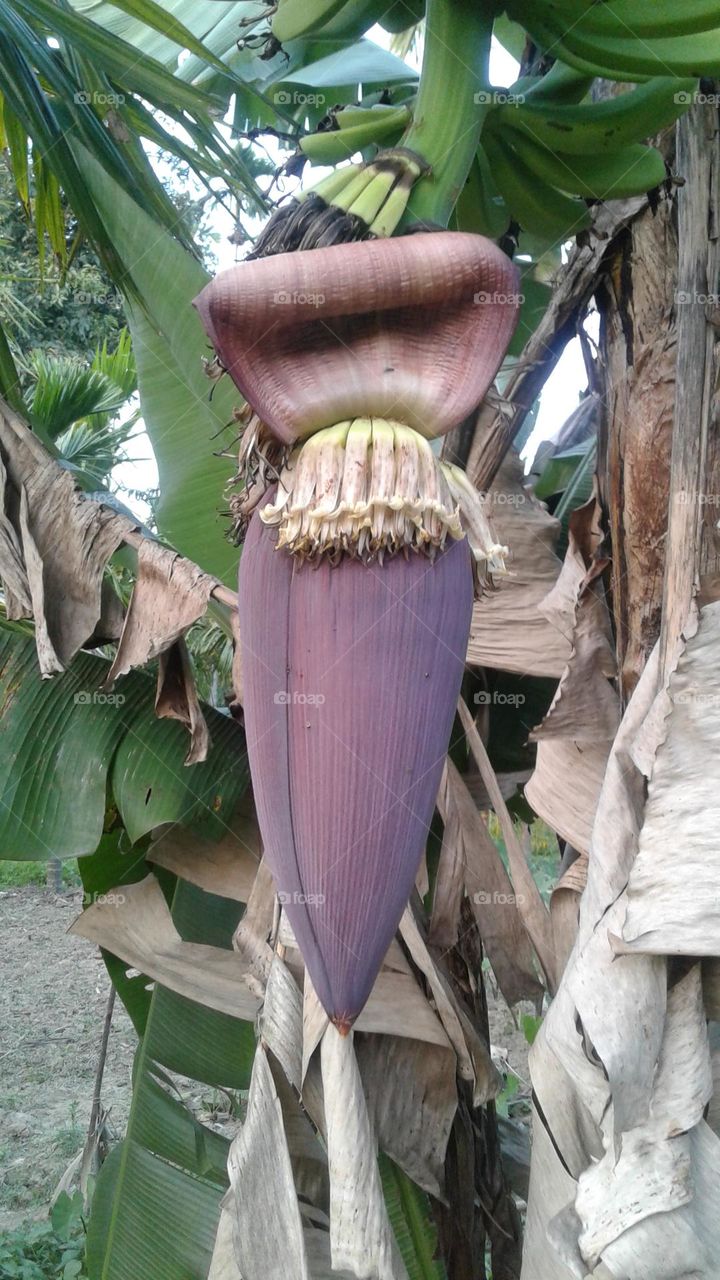 kol dil or banana flower true image