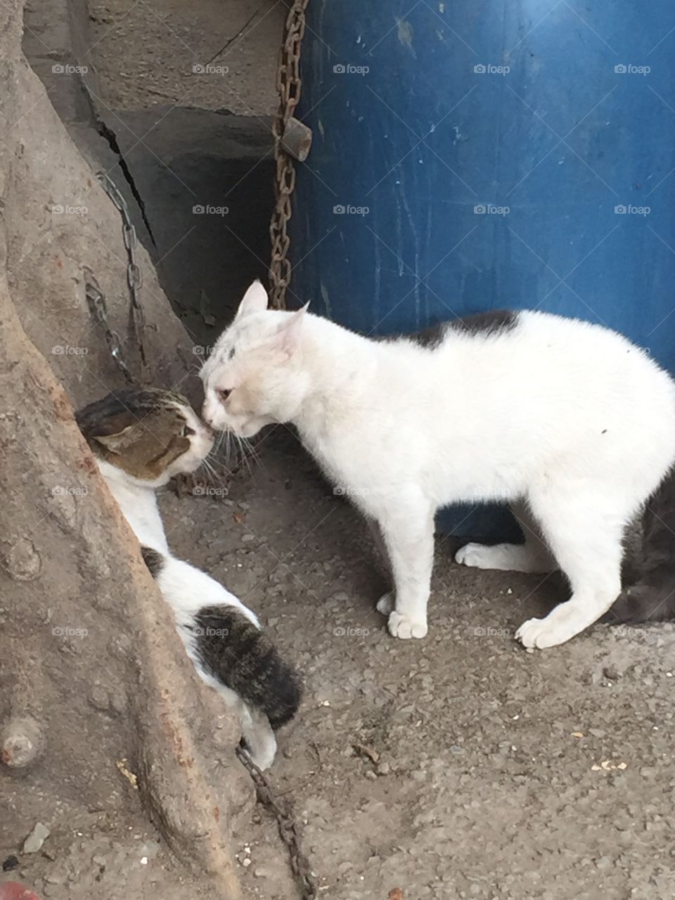 Cats facing each other
