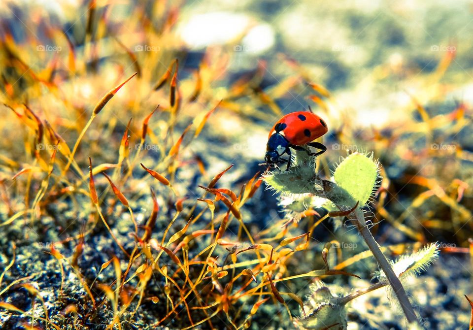 Ladybug