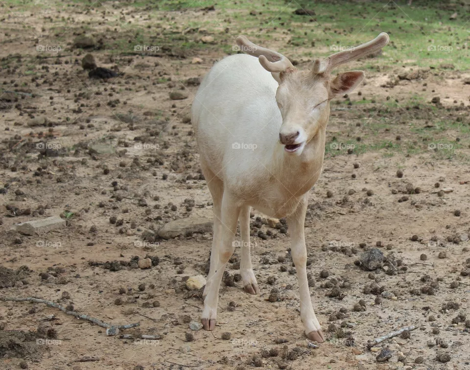 White deer