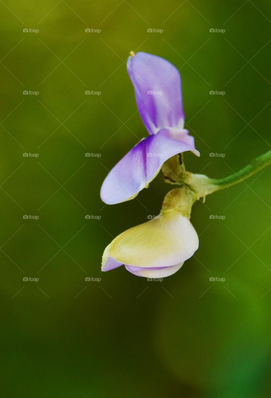 Flower of Bean