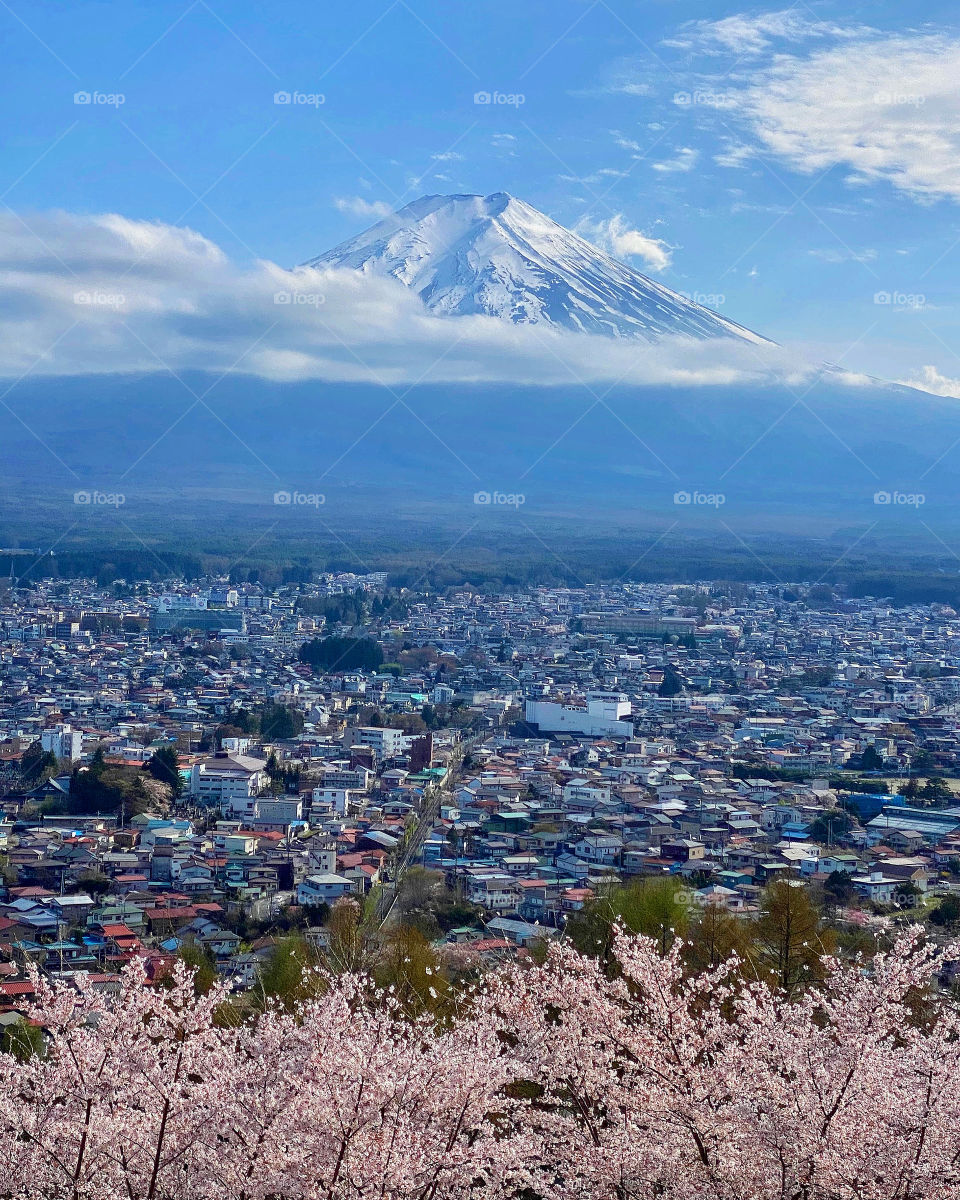 Mt Fuji towering above the clouds and the city of Fujiyoshida, Yamanashi Prefecture, with candy floss pink cherry blossom trees in the foreground.