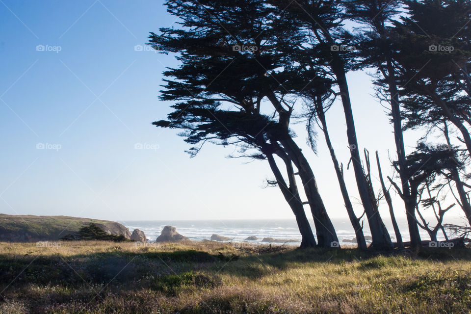 trees overlooking the California coast
