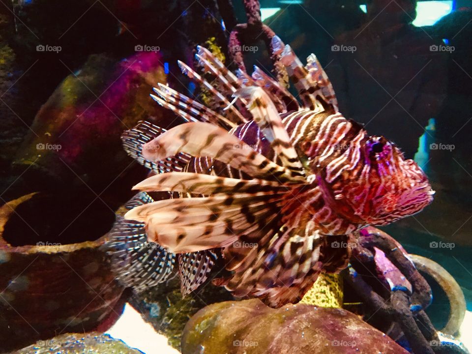 Spectacular Sea life - Lion Fish in aquarium 