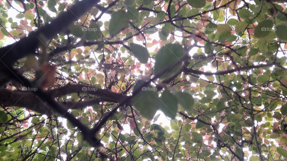 Under the tree branch