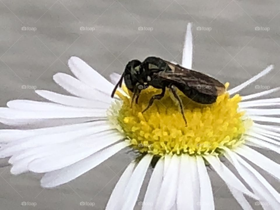 Pretty bee or fly on flower