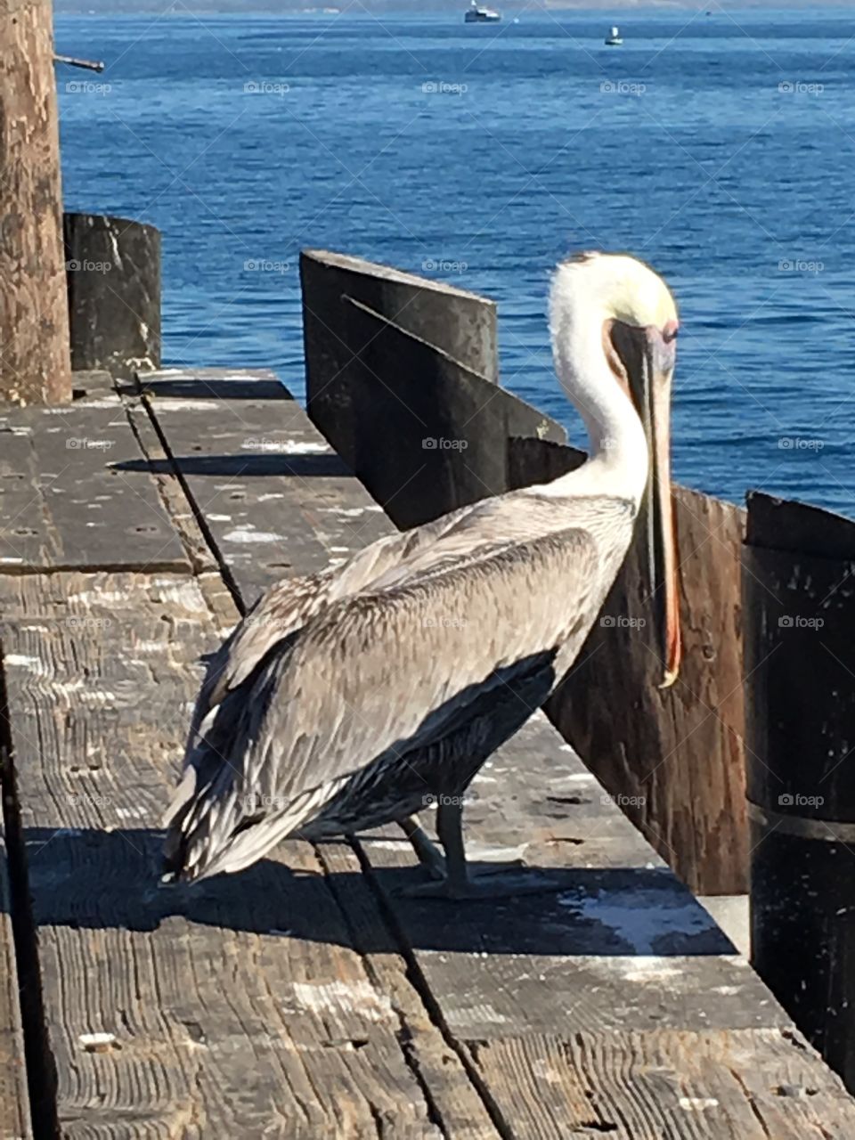 Pelican scanning the ocean for his next catch