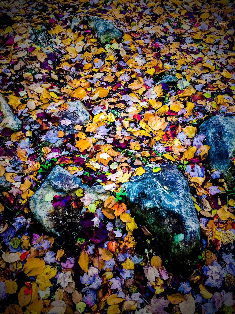 Fall colors
