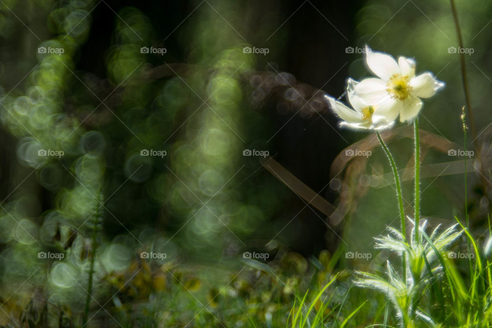 forest flower. flowers in our park