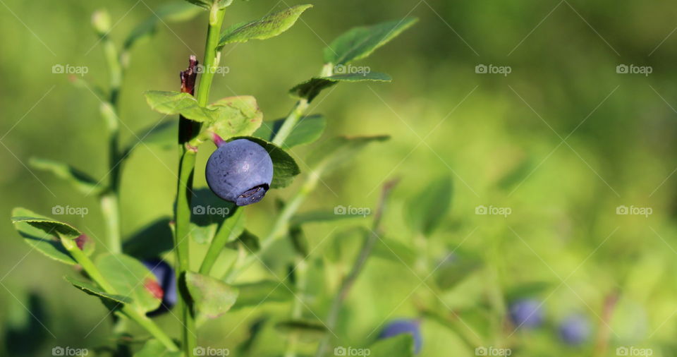 Blue berry.