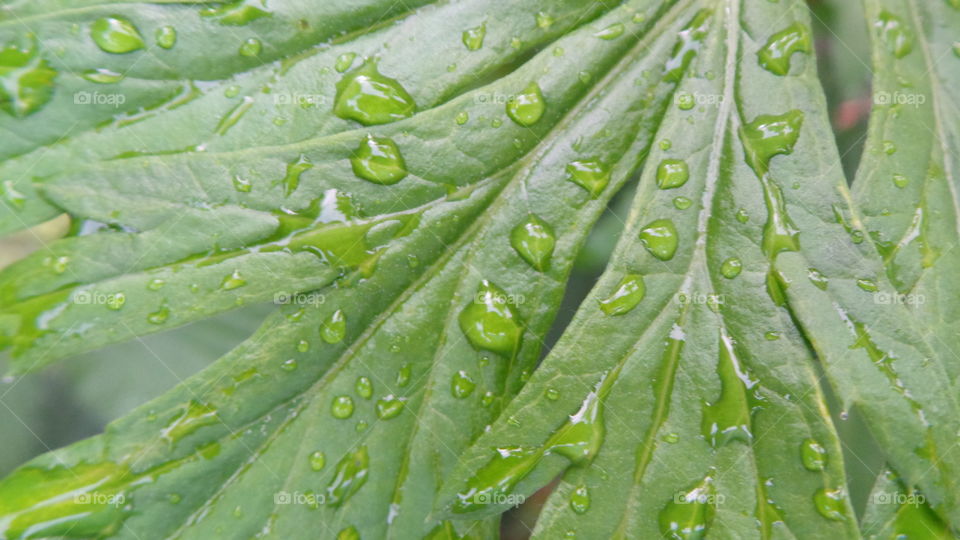 close up ,macro wet leaf