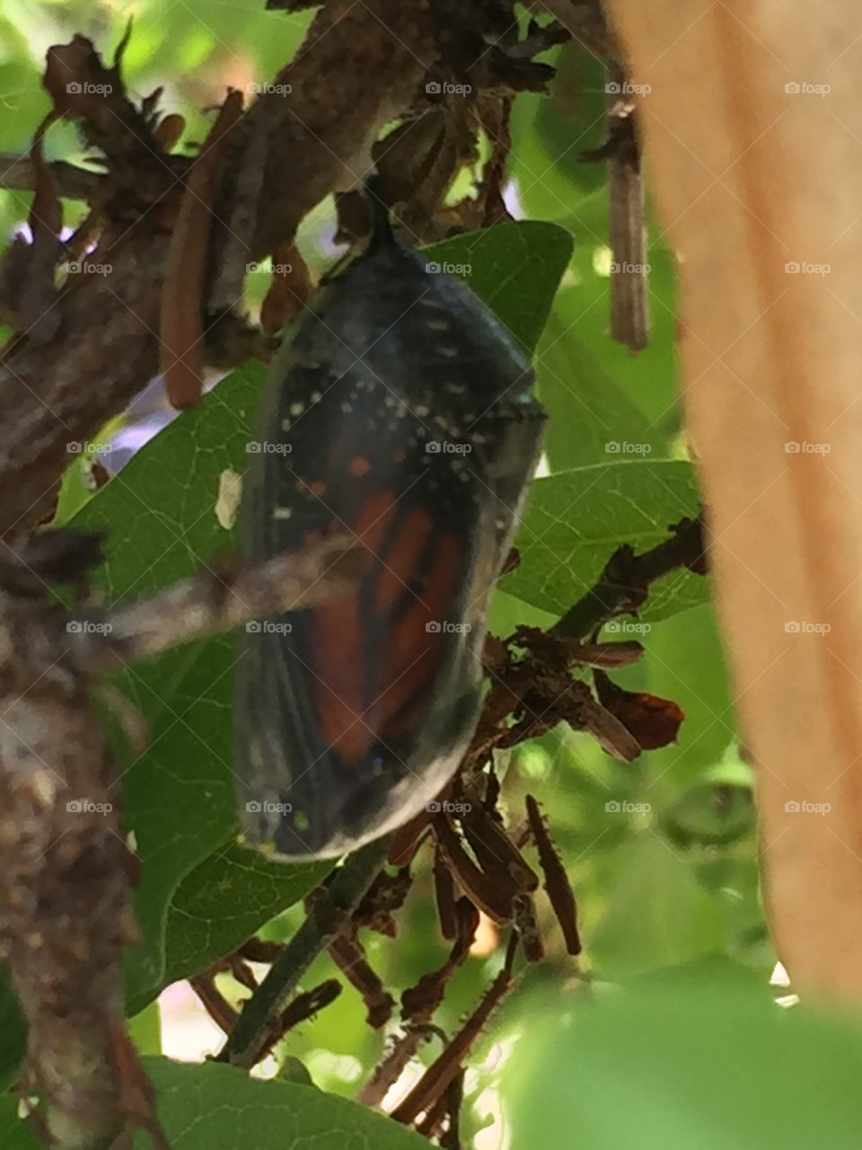 Monarch chrysalis getting ready to open