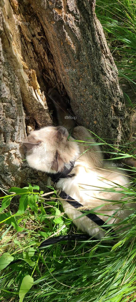 Adventure Cat and her Tree