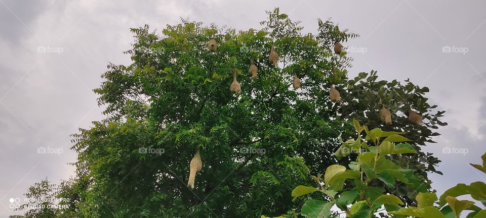 Birds nest on trees