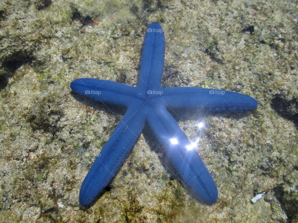 Blue sea star, pulo tiga, maelang, Lolak