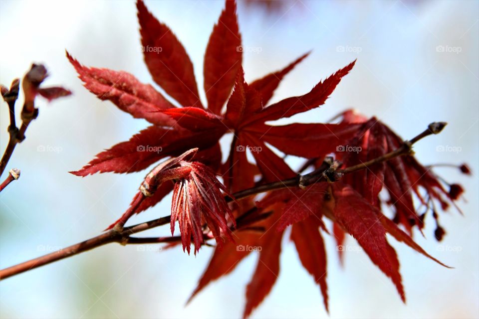 new leaves