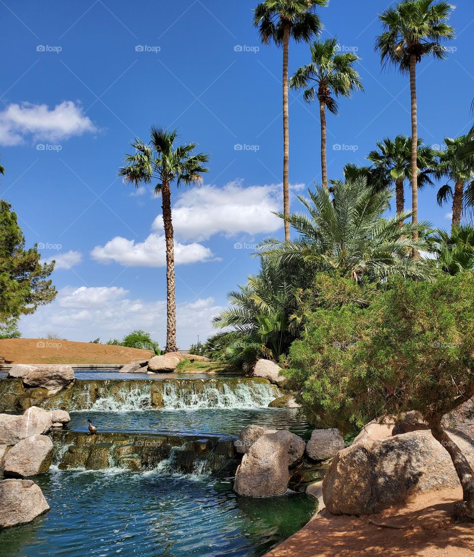 Palm Trees by the Waterfall