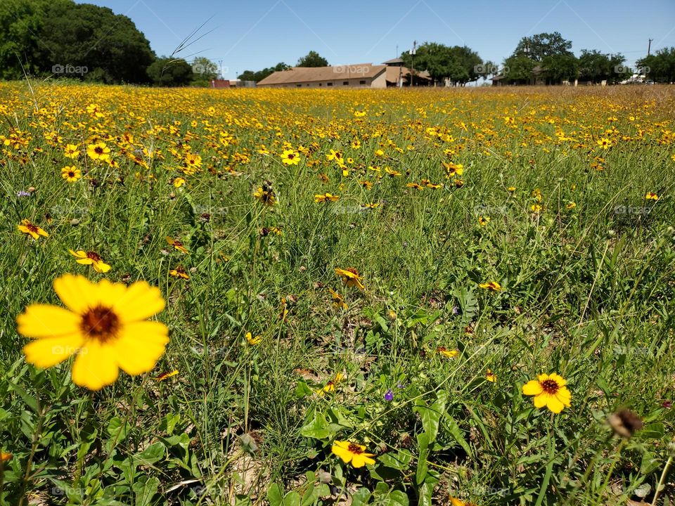 Spring has sprung a meadow blanketed with yellow waves of wild coreopsis.