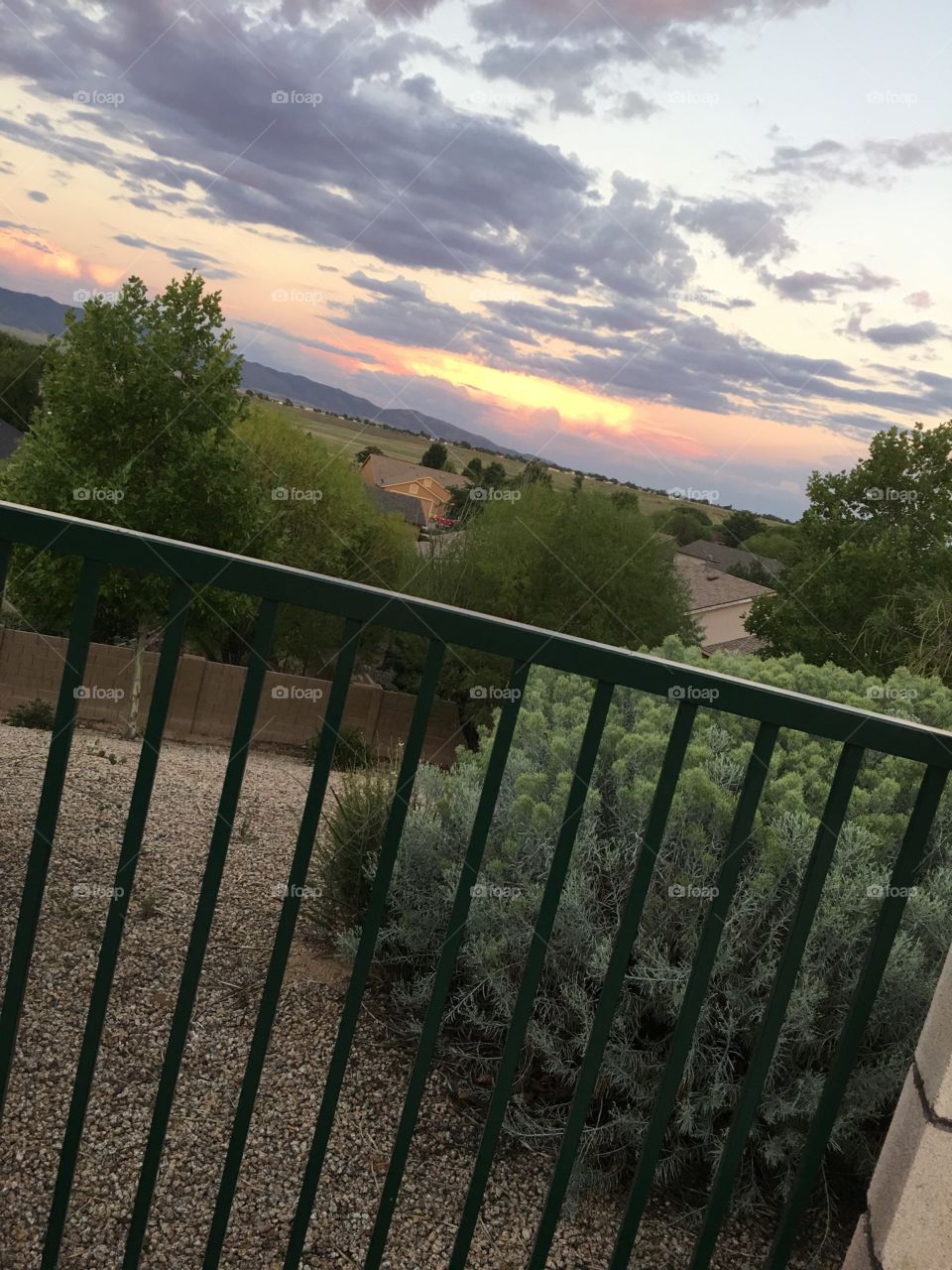 Sunset 
Bushes
Life
Fence

