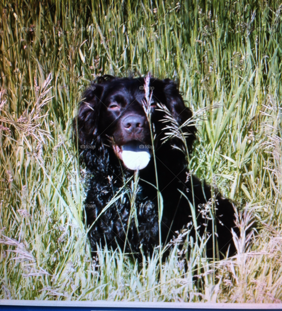 field spaniel racine wi by doug414