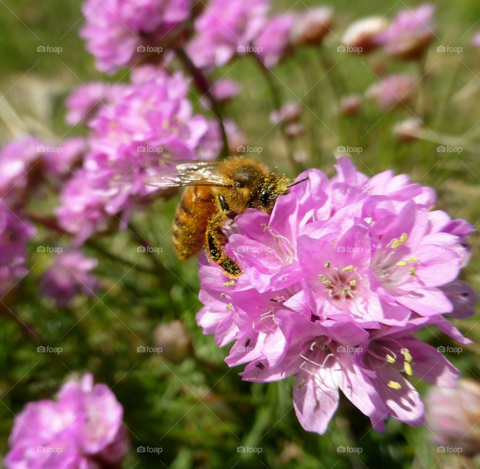 Bee with pollen on a flower