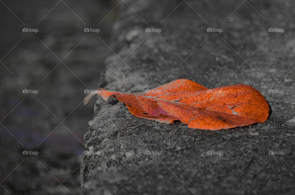 Autumn leaf