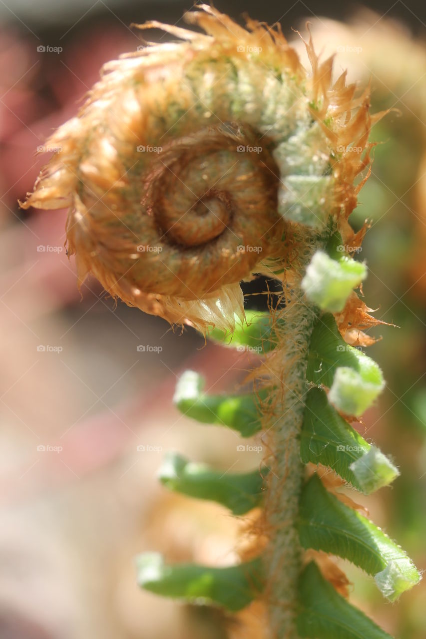 fiddleheads