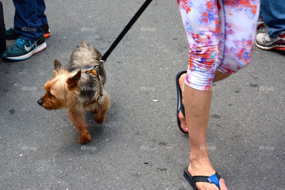 Little Yorkie on a walk