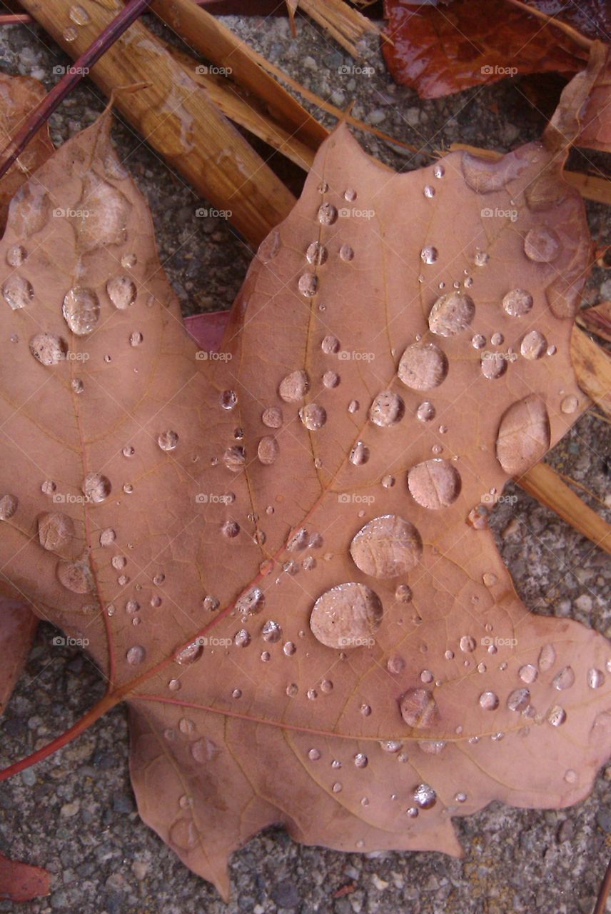 Water Droplets on Leaves