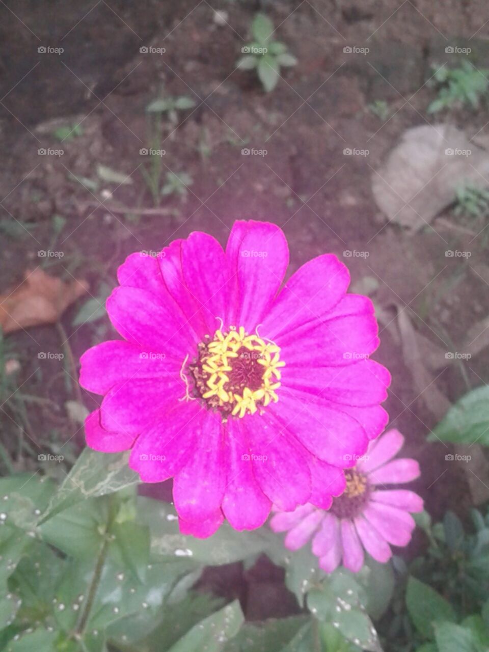 Flower