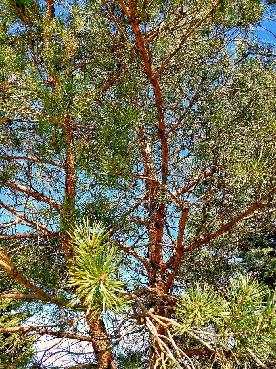 Close-up of pine tree