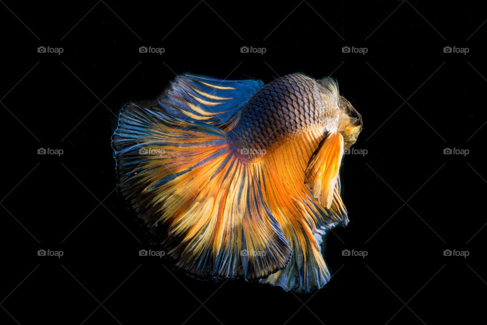 Beautiful fish
